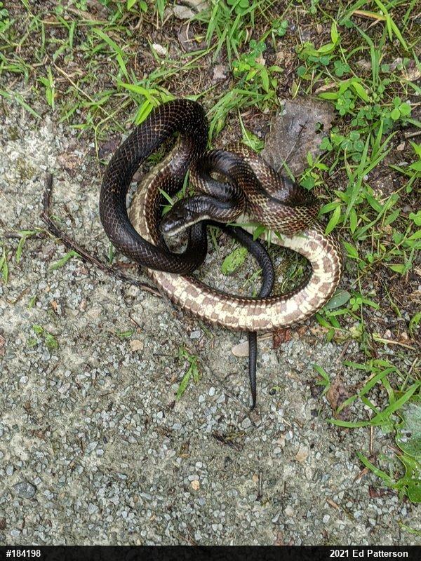 Eastern Ratsnake