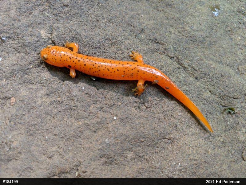 Northern Red Salamander