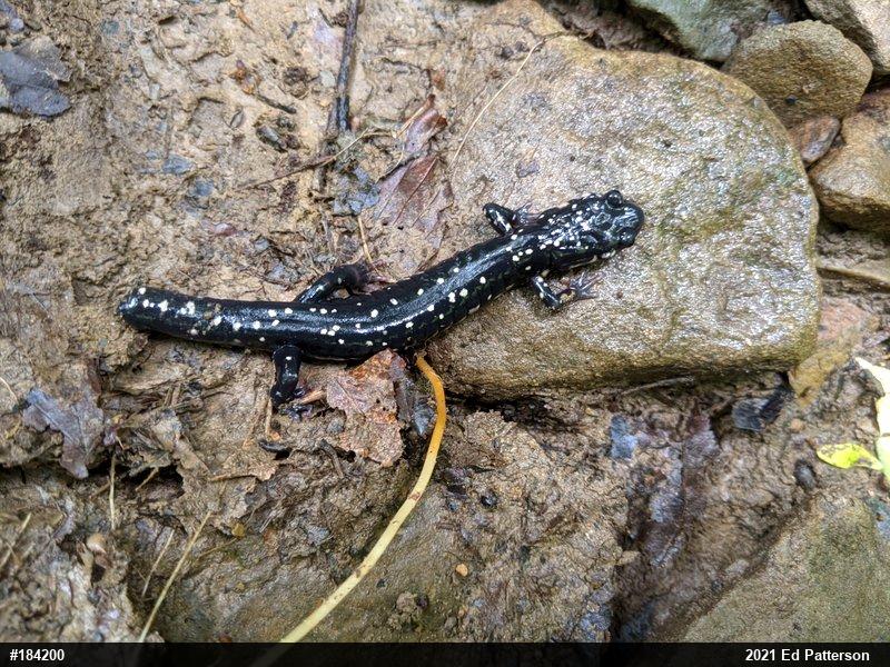 Northern Slimy Salamander