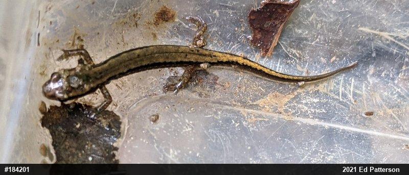 Northern Two-lined Salamander
