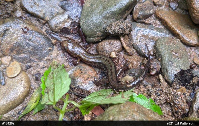 Allegheny Mountain Dusky Salamander