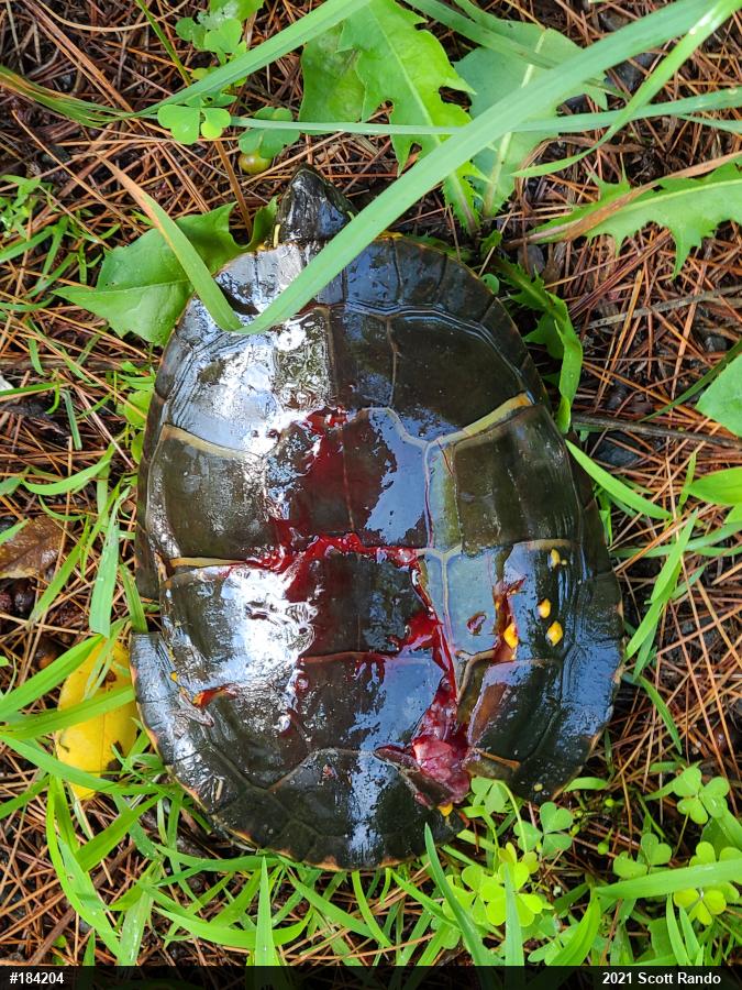 Painted Turtle
