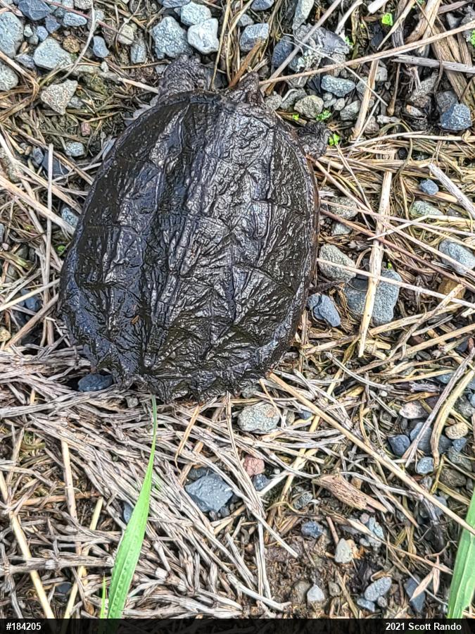 Snapping Turtle