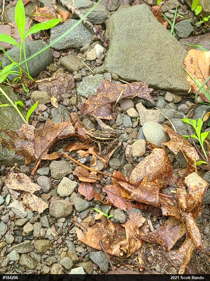 Pickerel Frog