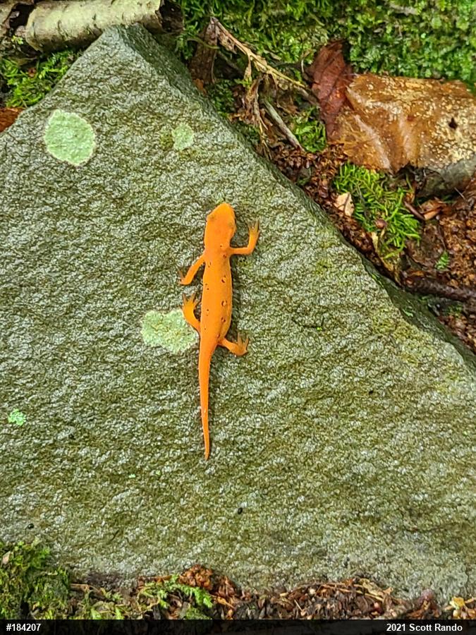 Red-spotted Newt