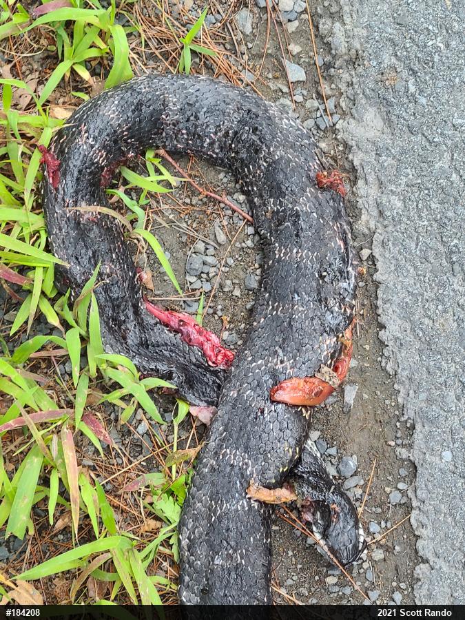 Eastern Ratsnake