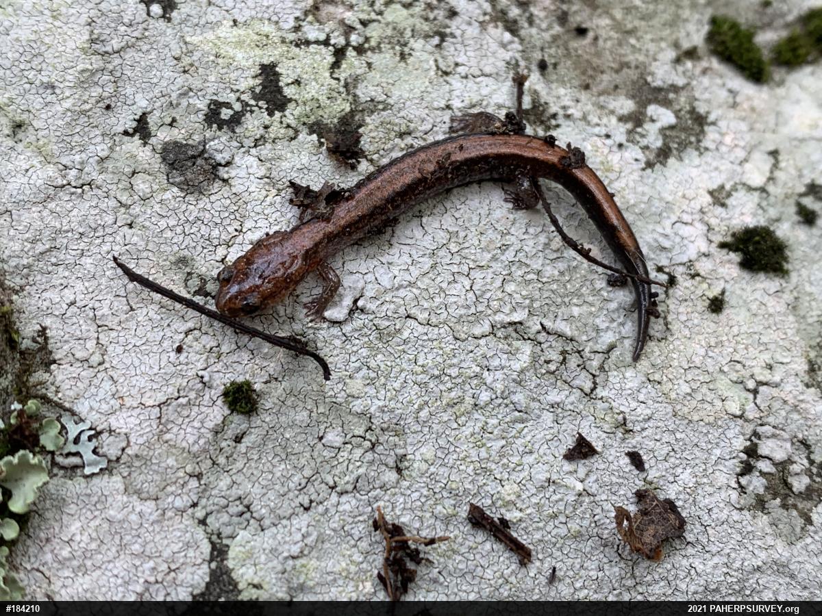 Eastern Red-backed  Salamander