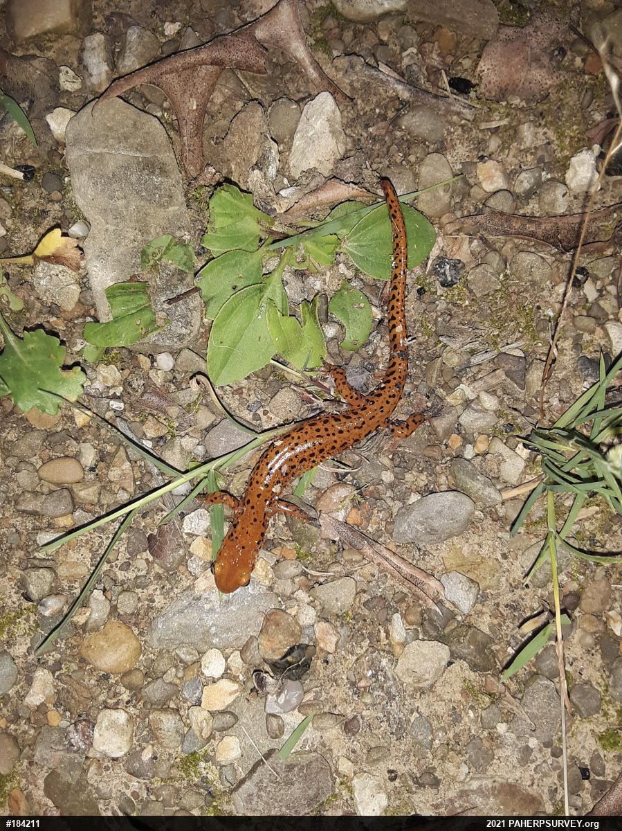 Eastern Long-tailed Salamander