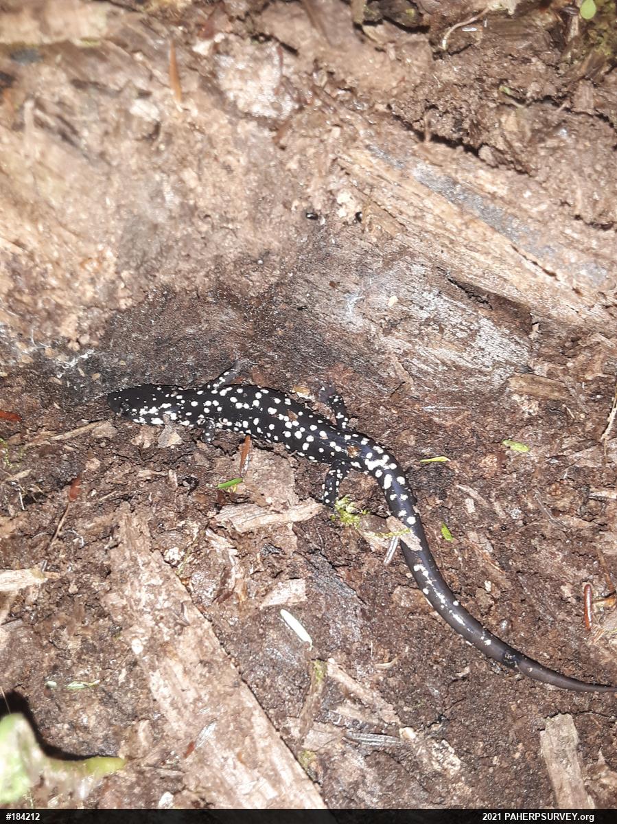 Northern Slimy Salamander