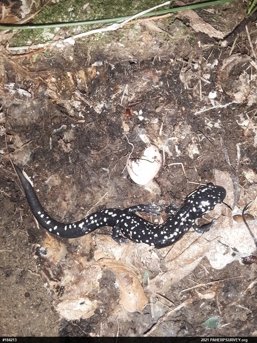 Northern Slimy Salamander
