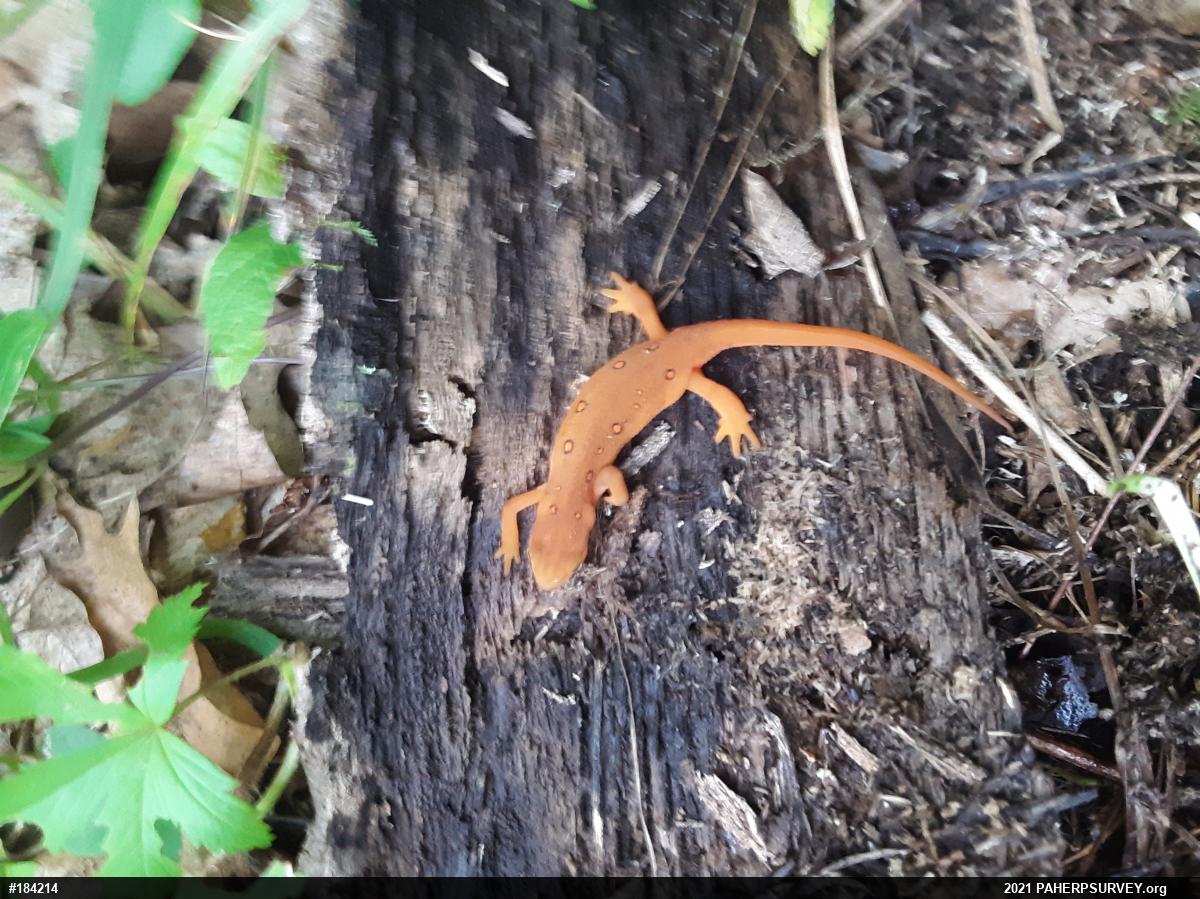 Red-spotted Newt