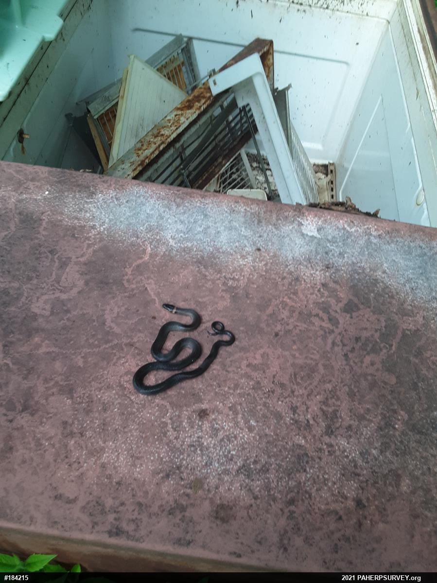 Northern Ring-necked Snake