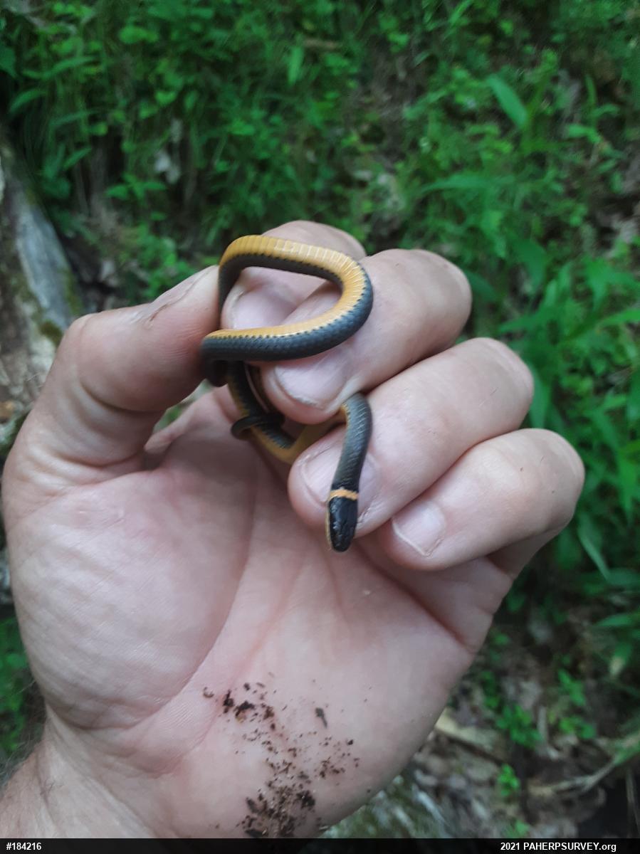 Northern Ring-necked Snake
