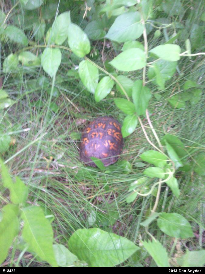 Eastern Box Turtle