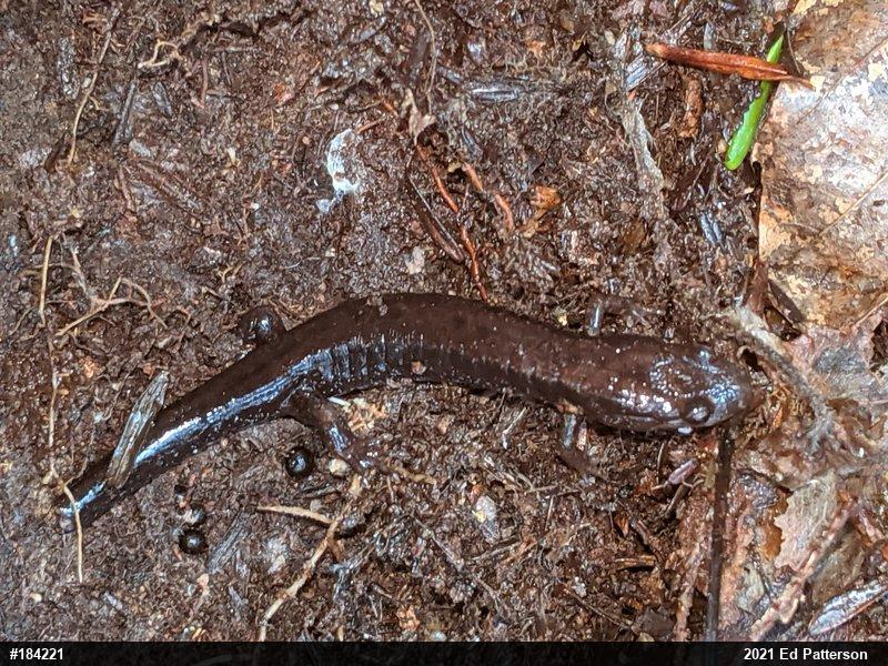 Allegheny Mountain Dusky Salamander