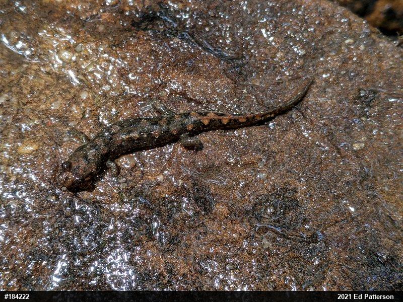 Seal Salamander