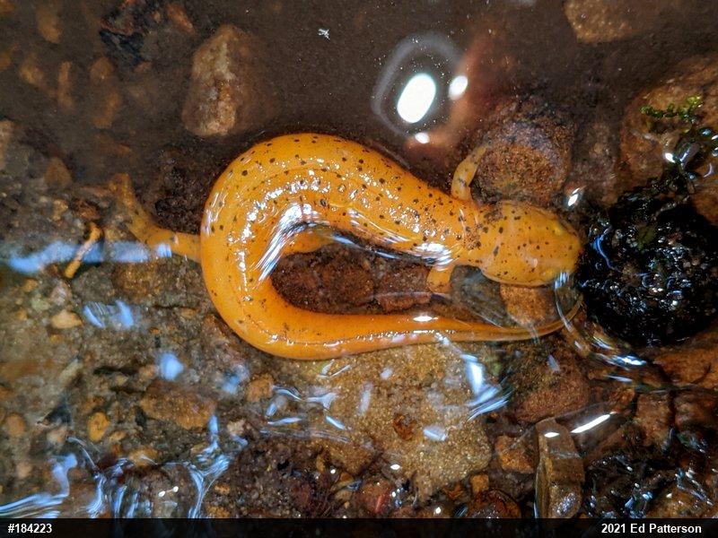 Northern Red Salamander