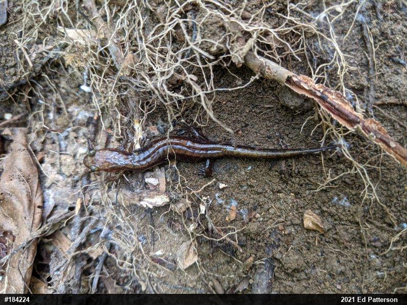 Allegheny Mountain Dusky Salamander