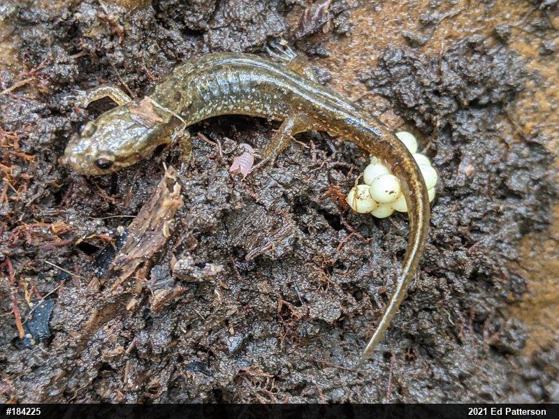 Northern Dusky Salamander