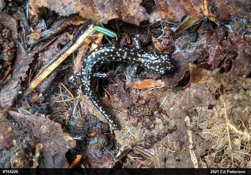 Northern Slimy Salamander