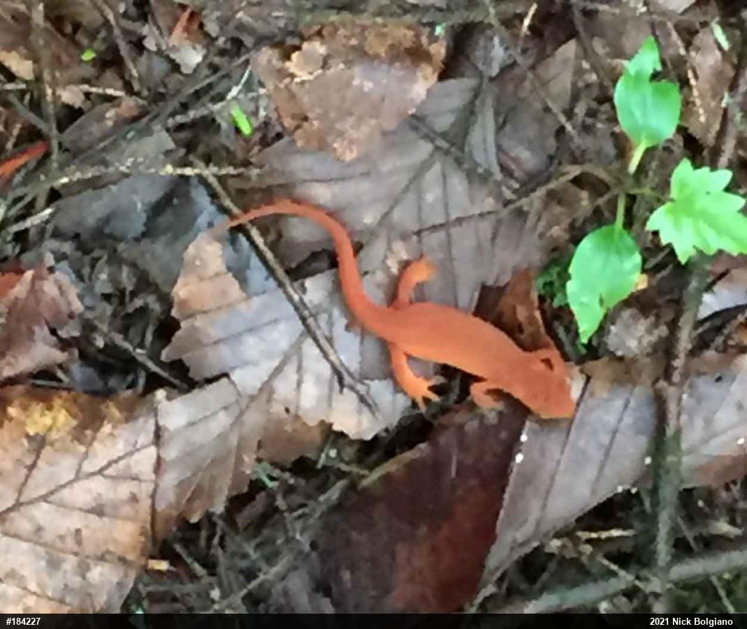 Red-spotted Newt