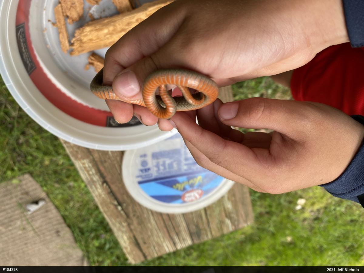 Red-bellied Snake