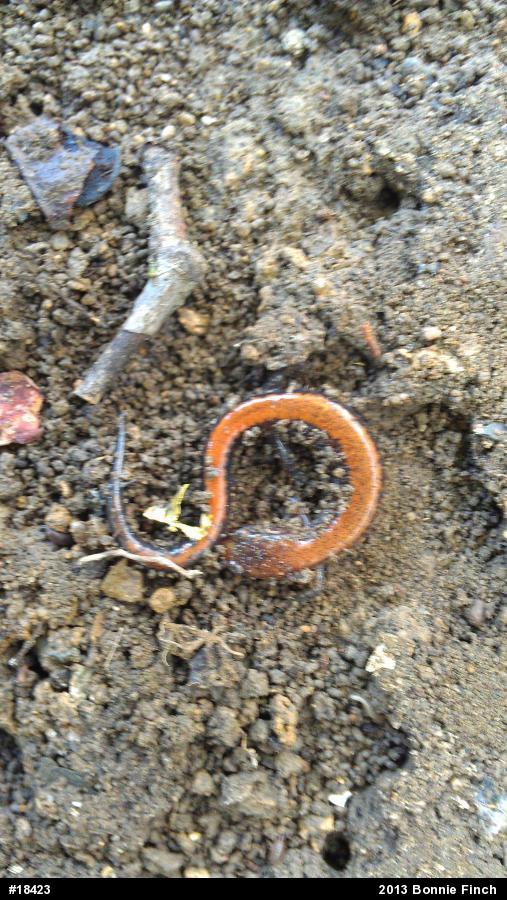 Eastern Red-backed  Salamander