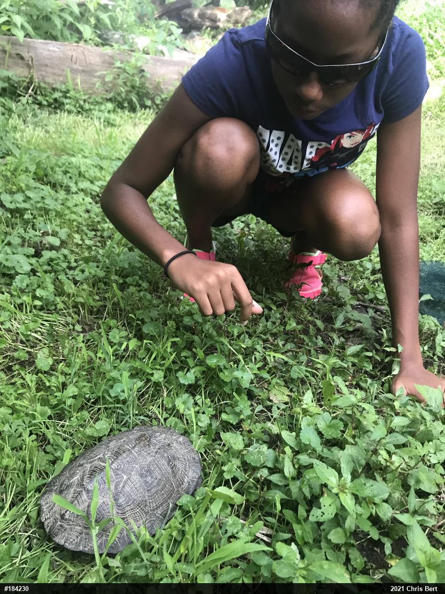 Wood Turtle