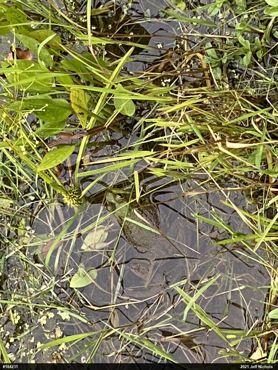 Green Frog