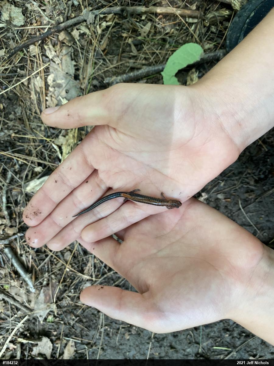 Eastern Red-backed  Salamander
