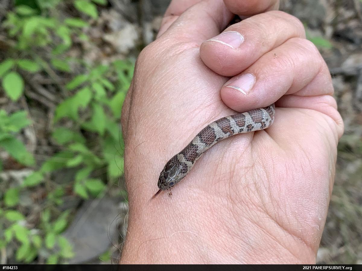 Eastern Milksnake