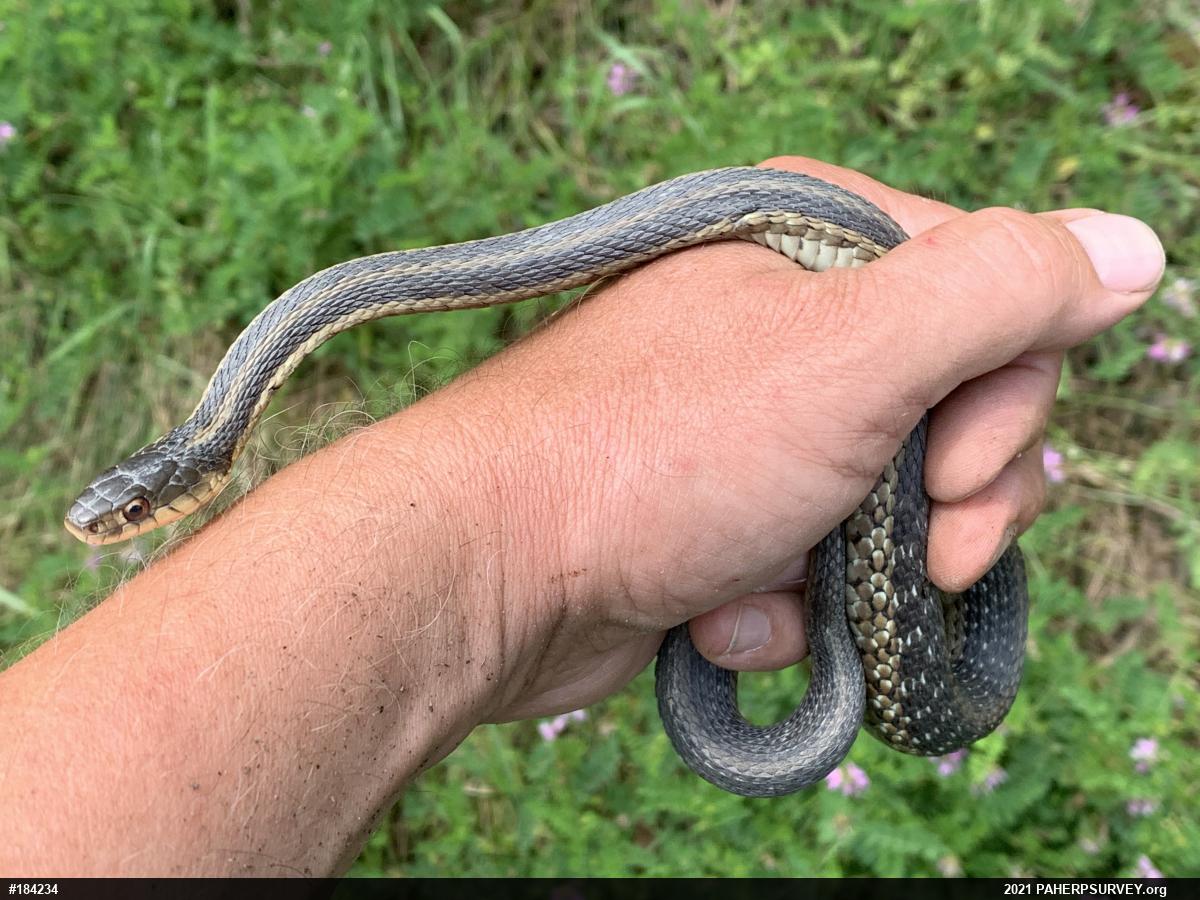 Eastern Gartersnake