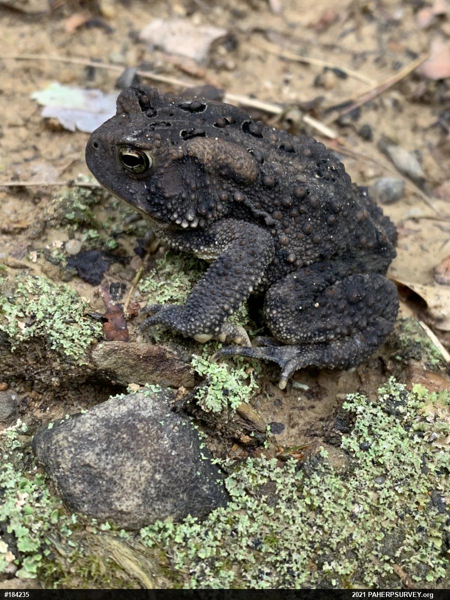 Eastern American Toad