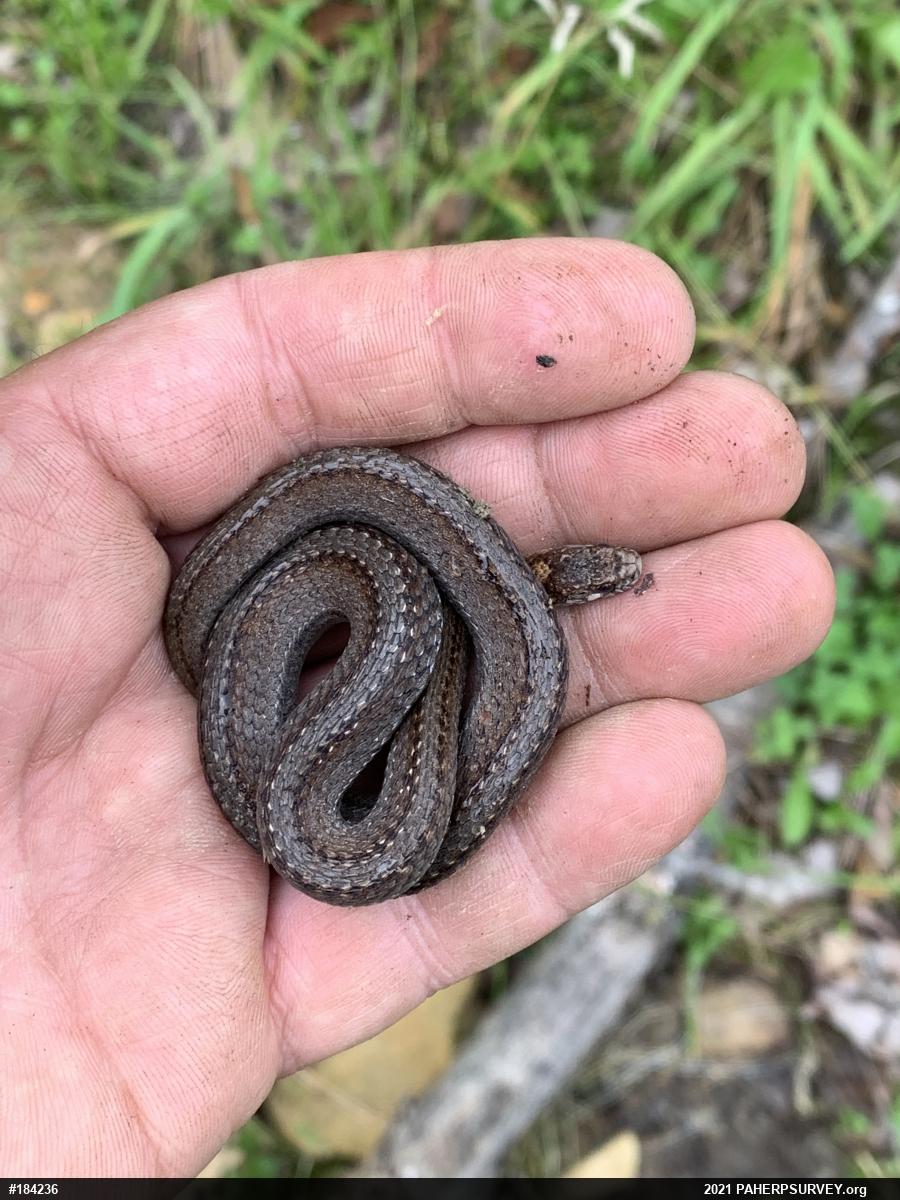 Red-bellied Snake