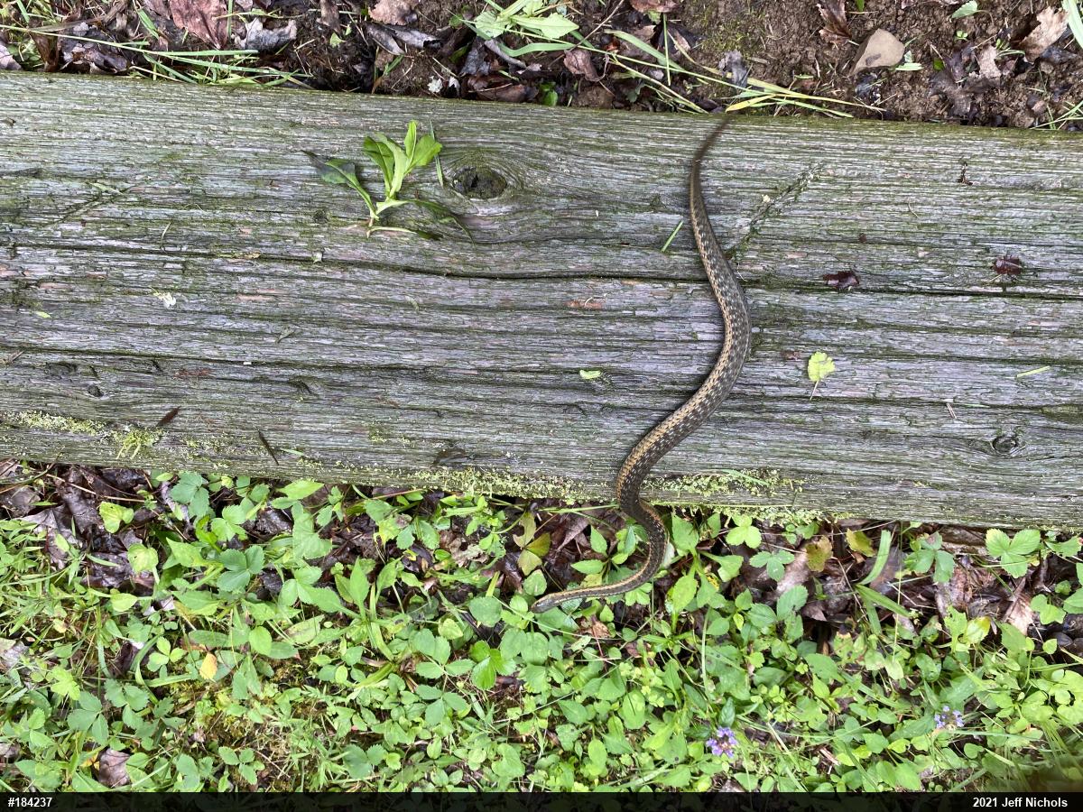 Eastern Gartersnake
