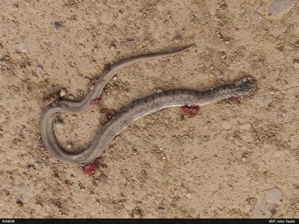 Dekay's Brownsnake