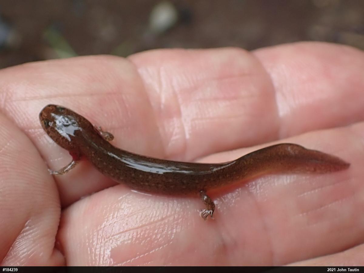 Northern Red Salamander