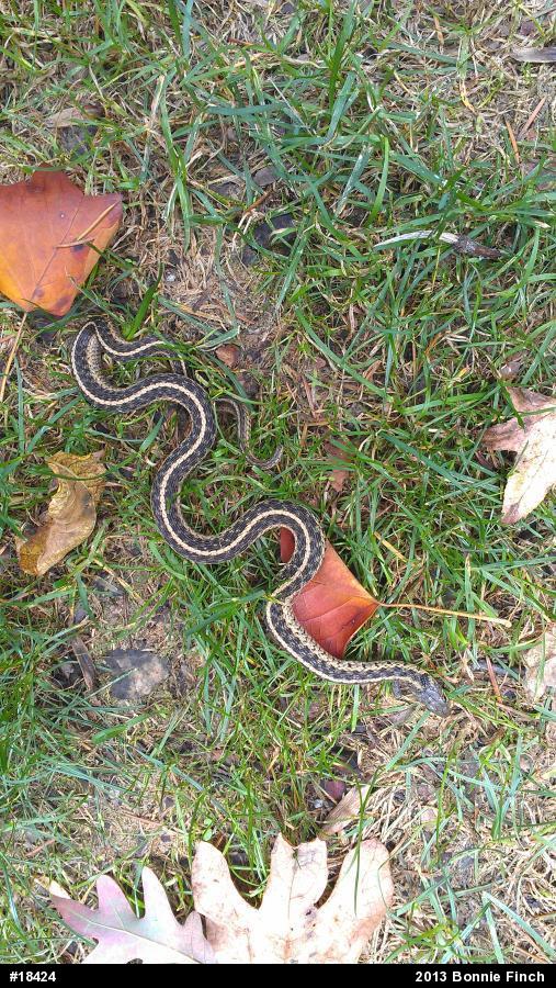 Eastern Gartersnake