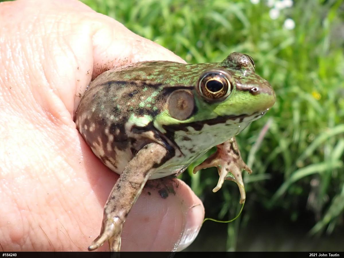 Green Frog