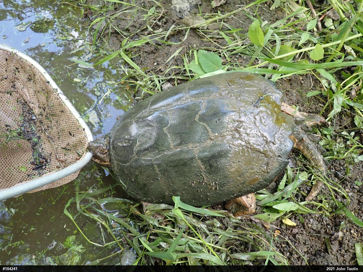 Snapping Turtle