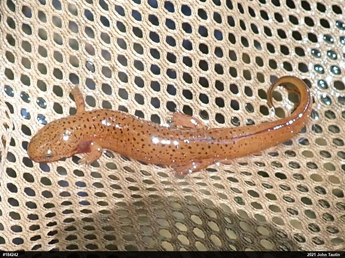 Northern Red Salamander