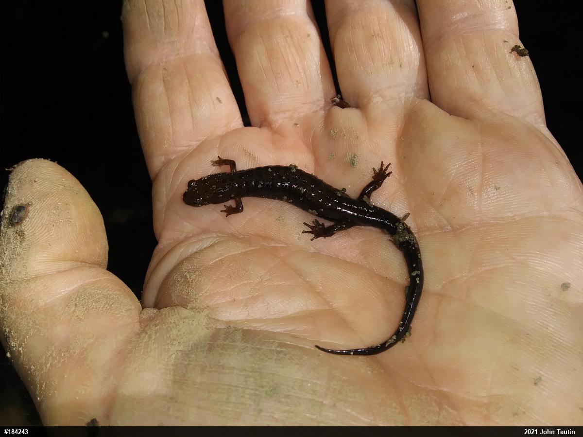 Allegheny Mountain Dusky Salamander