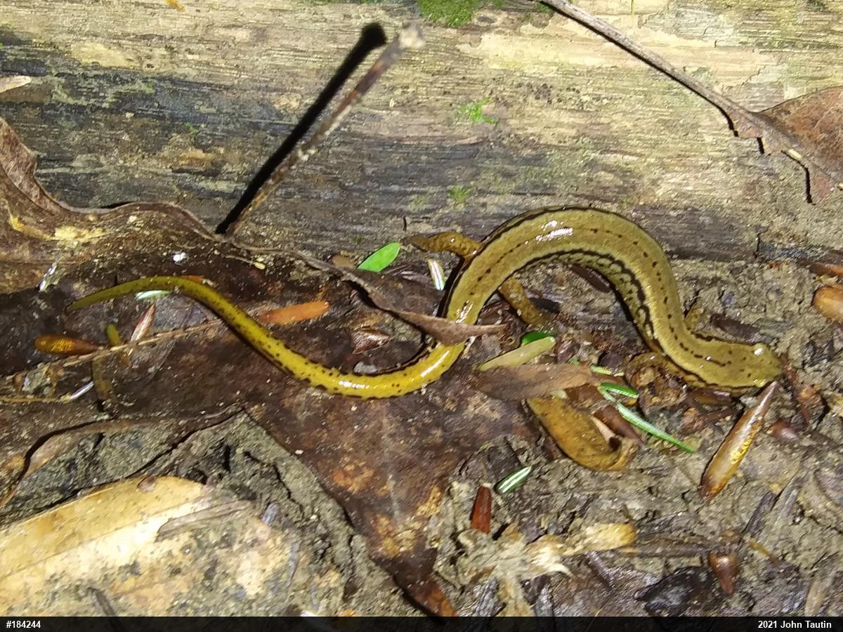 Northern Two-lined Salamander