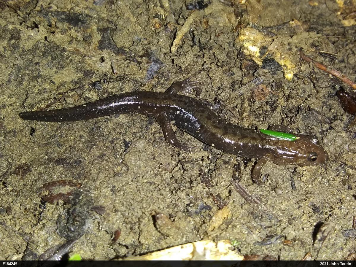 Allegheny Mountain Dusky Salamander