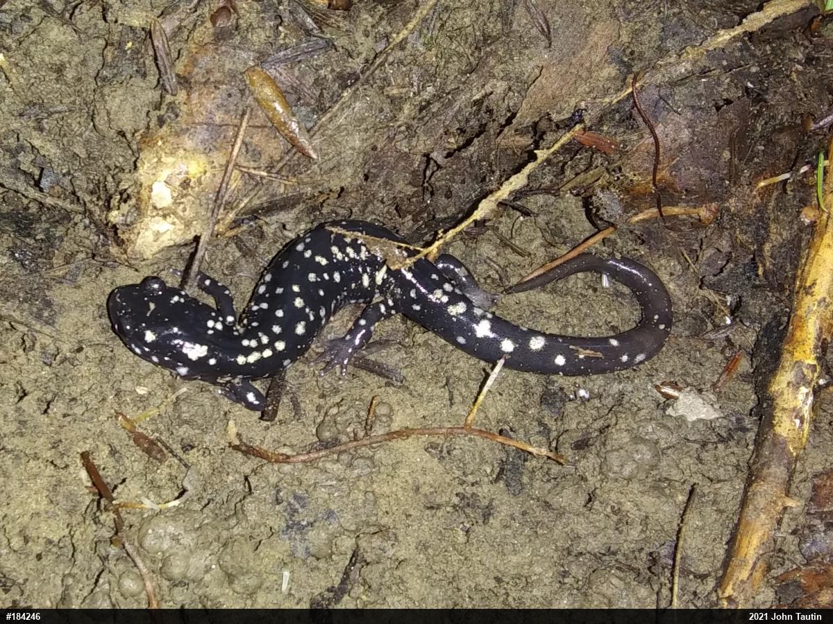 Northern Slimy Salamander
