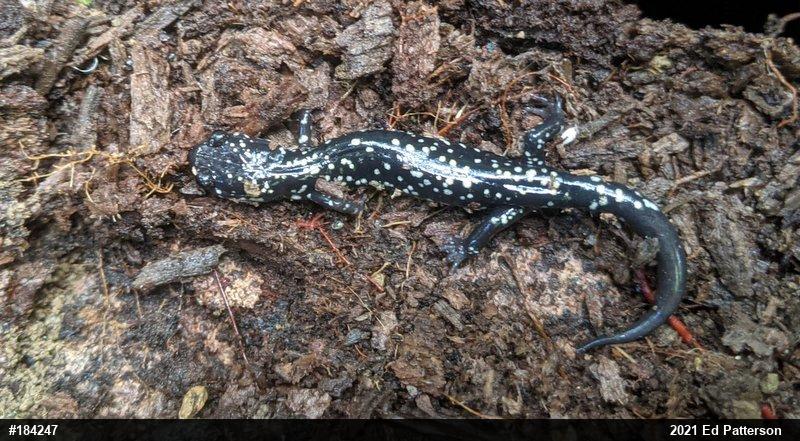 Northern Slimy Salamander