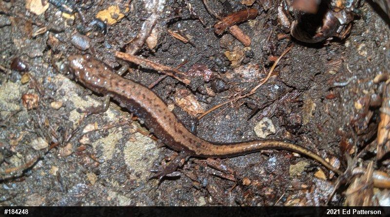Allegheny Mountain Dusky Salamander