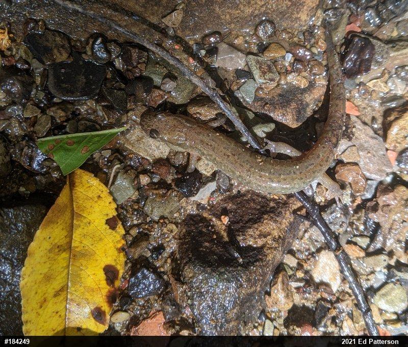 Northern Dusky Salamander