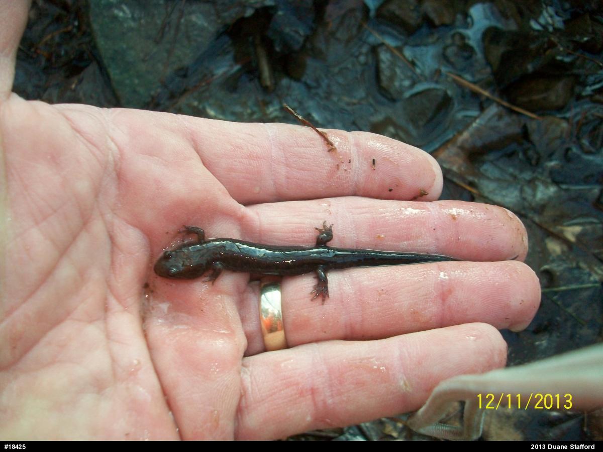 Allegheny Mountain Dusky Salamander