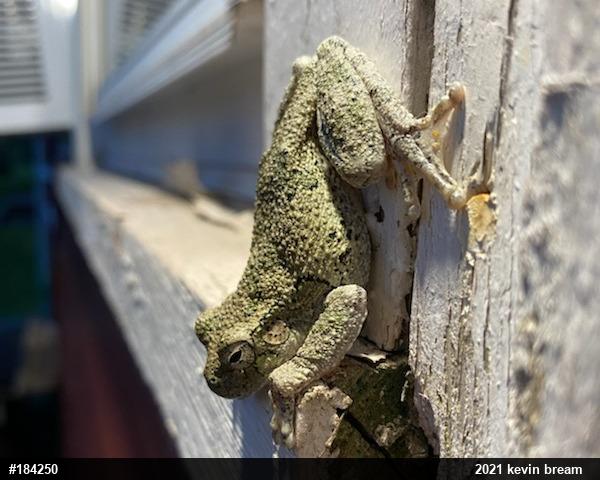 Unknown Gray Treefrog